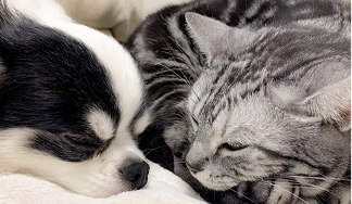 犬・猫どちらにも対応